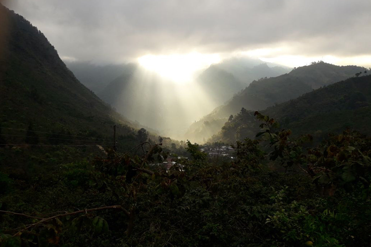 Bows Coffee Roasters