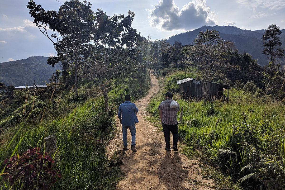 Bows Coffee Roasters